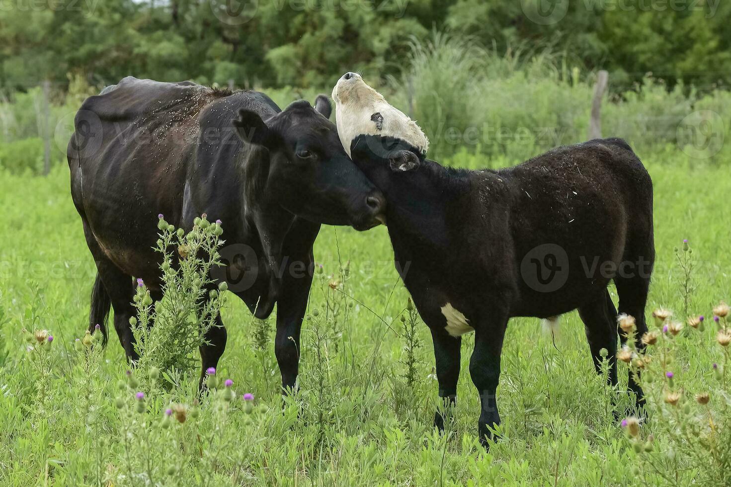 vee en kalf zuigen, Argentijns platteland, la pampa provincie, Argentinië. foto