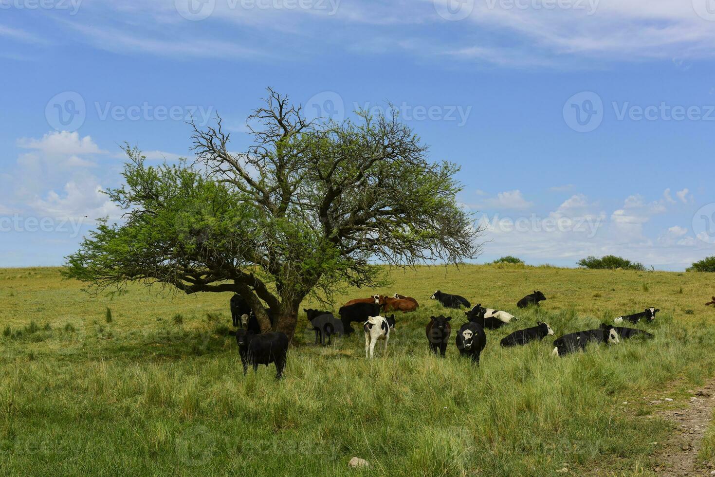 ossen gevoed Aan weiland, la pampa, Argentinië foto