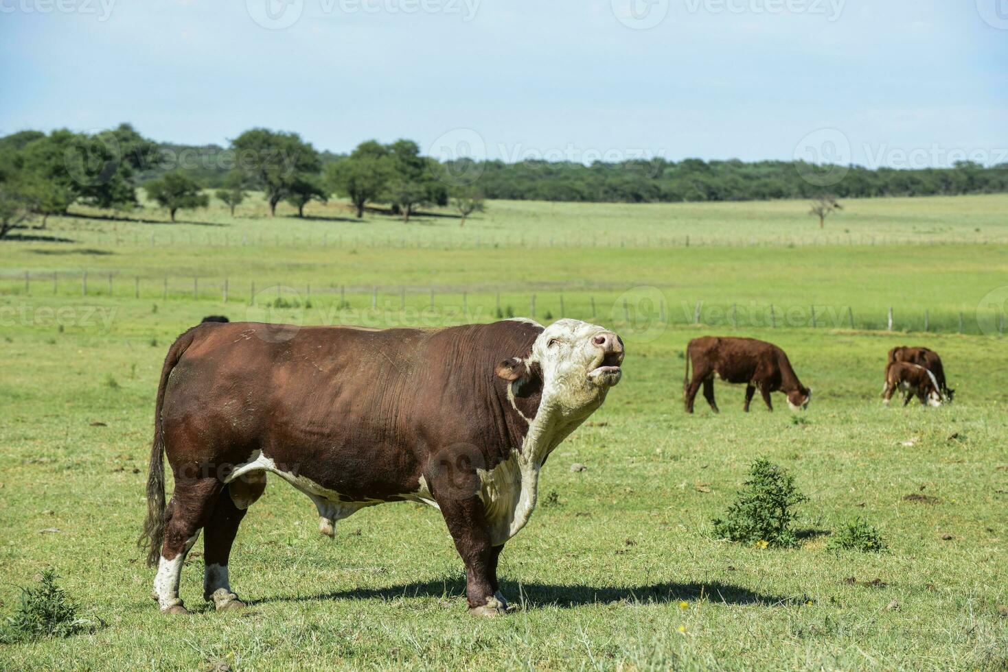 stier gekreun in Argentijns platteland, la pampa, Argentinië foto