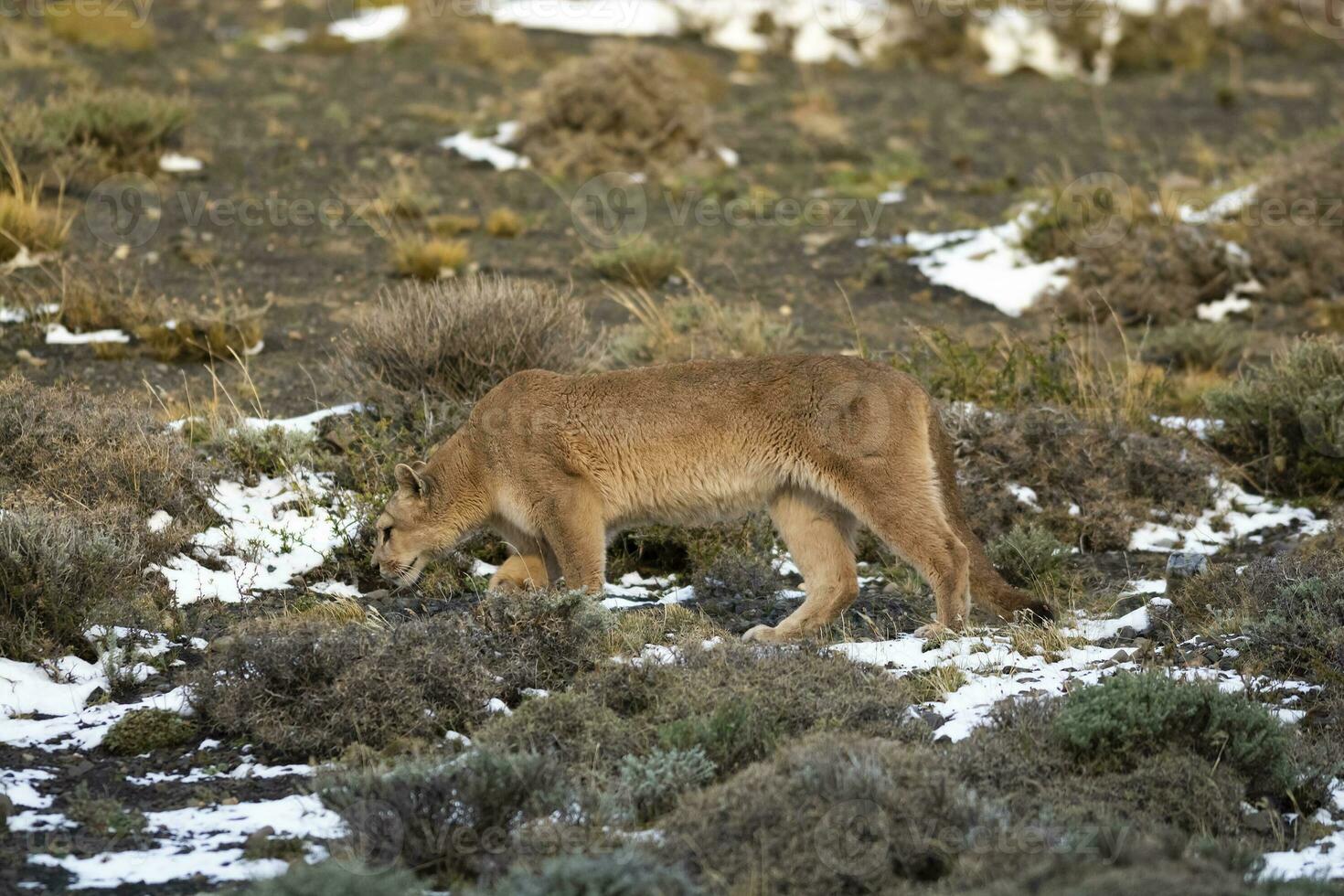 poema wandelen in berg omgeving, Torres del paine nationaal park, Patagonië, Chili. foto