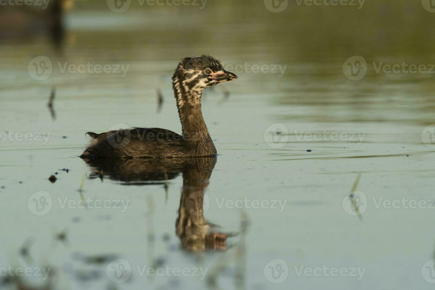 bont gefactureerd fuut zwemmen in een lagune, la pampa provincie, Argentinië. foto