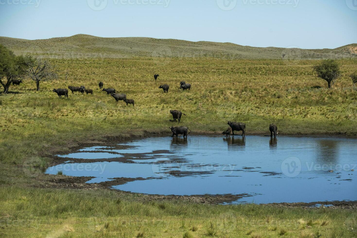 water buffel, bubalus bubalis, in pampasd landschap, la pampa provincie, Patagonië. foto