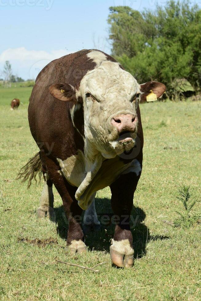 vee verhogen met natuurlijk weilanden in pampa platteland, la pampa provincie,patagonië, Argentinië. foto