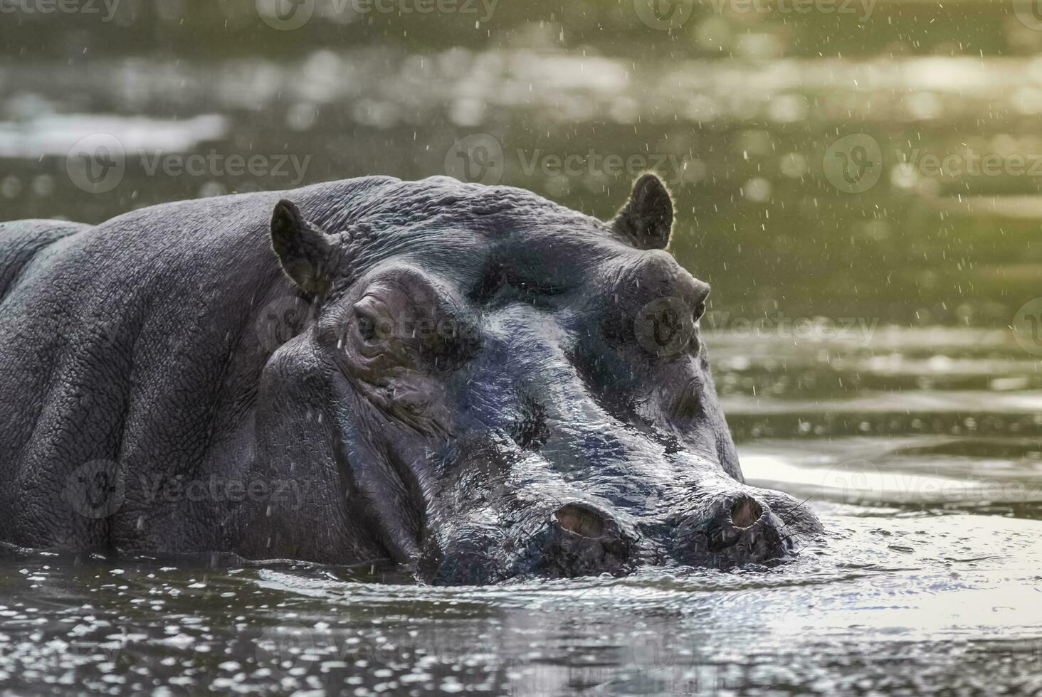 Afrikaanse nijlpaard, zuiden Afrika, in Woud milieu foto