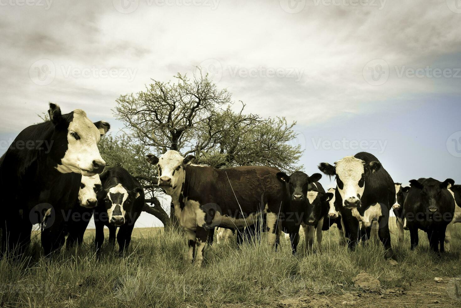 koeien gevoed met gras, buenos luchten, Argentinië foto