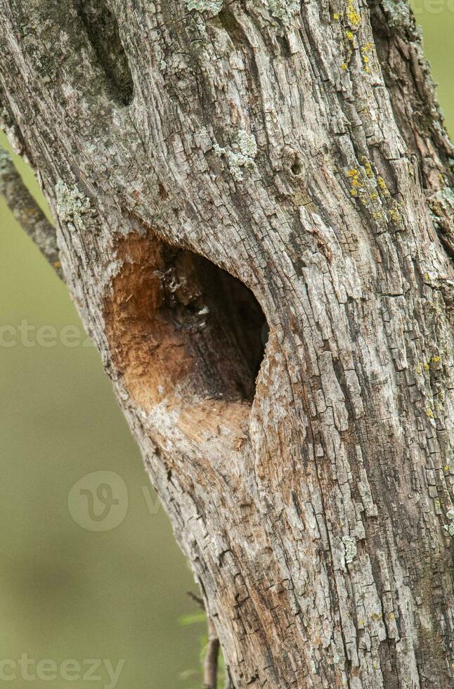 baai gevleugeld koevogel nest in calden Woud omgeving, la pampa provincie, Patagonië, Argentinië. foto