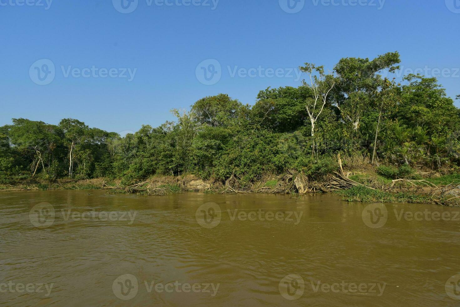 pantanal Woud ecosysteem, mato grof, Brazilië foto