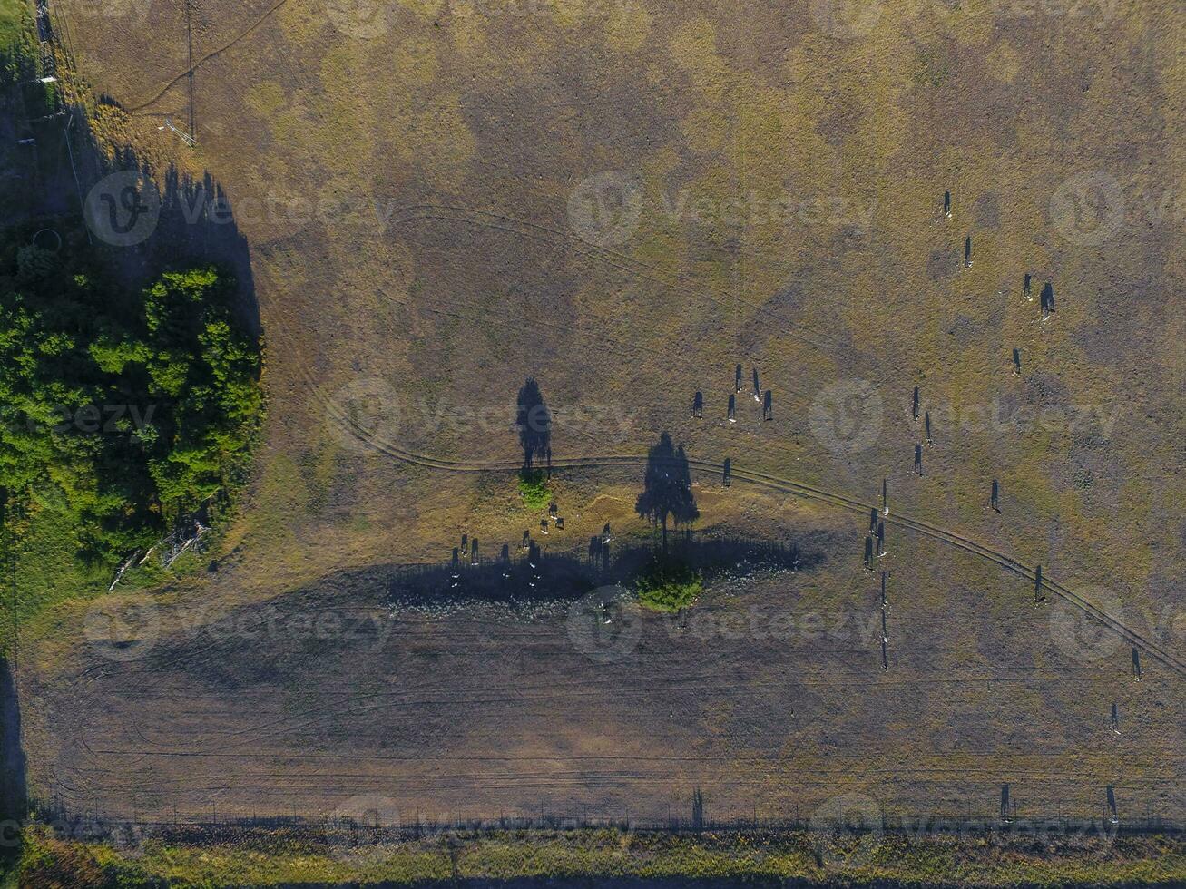 ossen gevoed met natuurlijk gras, pampa, Argentinië foto