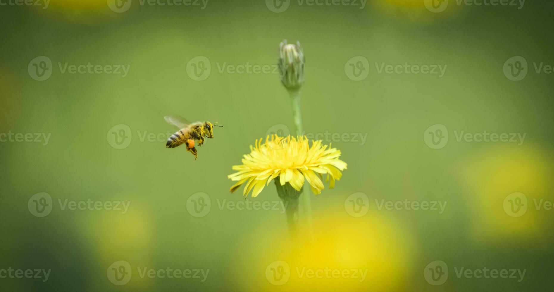 bij Aan wild bloemen foto