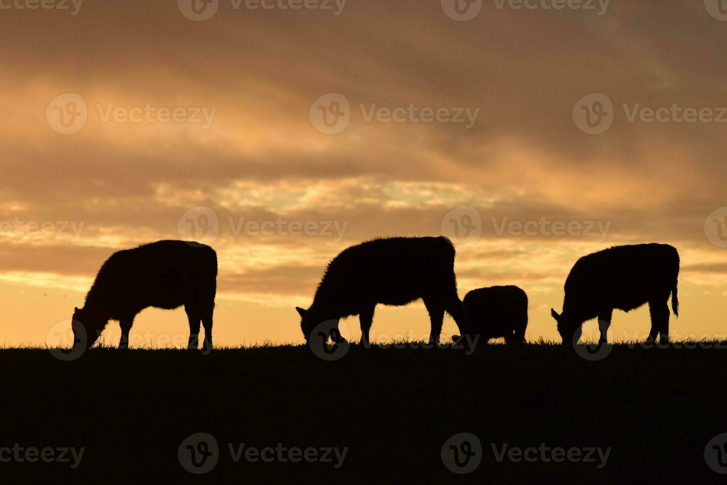 ossen gevoed met natuurlijk gras, pampa, Argentinië foto