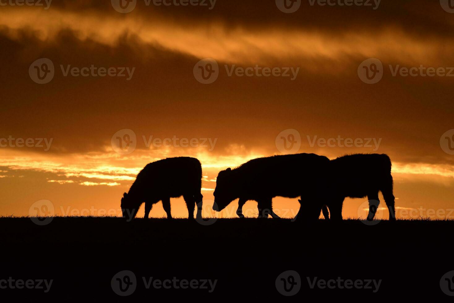 ossen gevoed met natuurlijk gras, pampa, Argentinië foto