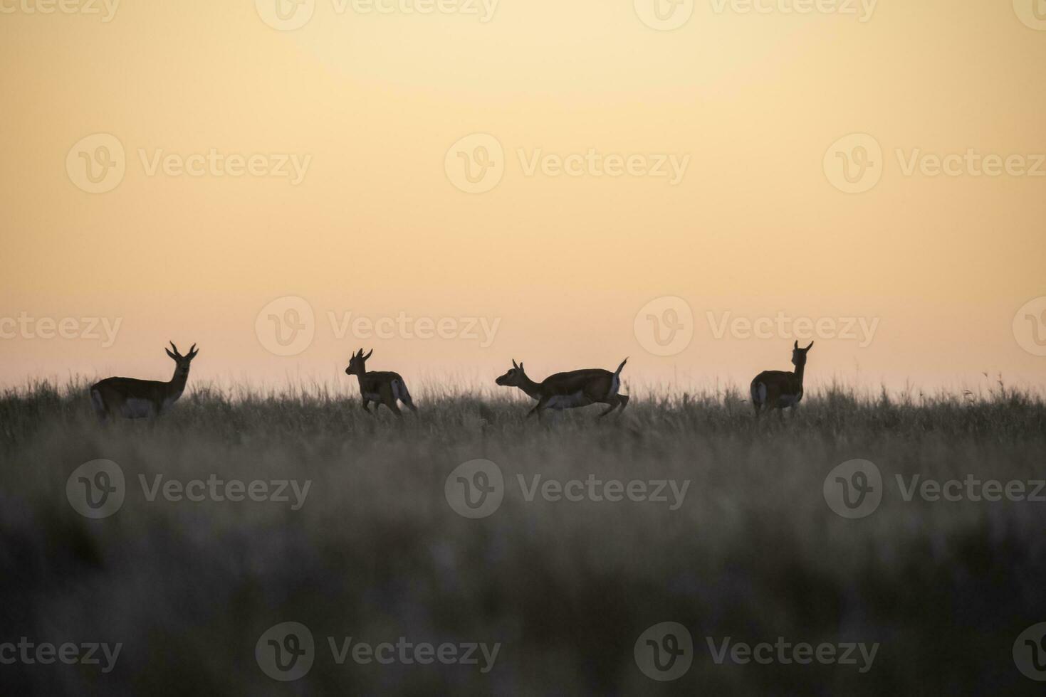Blackbuck antilope in pampa duidelijk omgeving, la pampa provincie, Argentinië foto