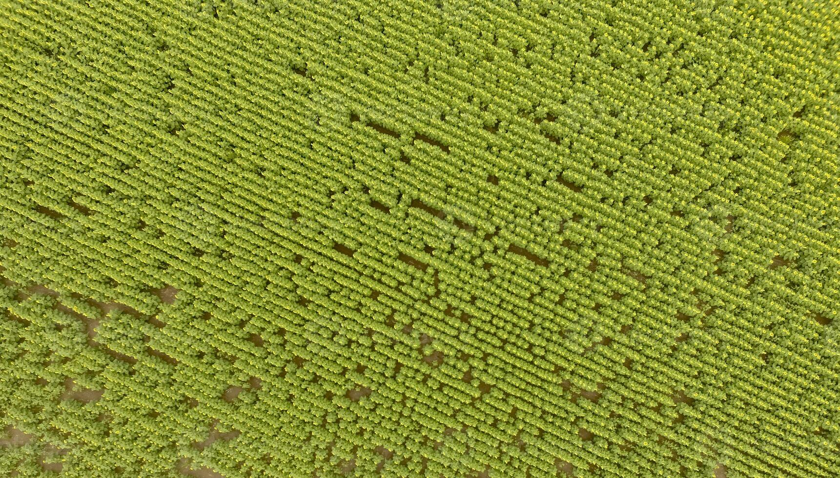 zonnebloem teelt, antenne visie, in pampa regio, Argentinië foto