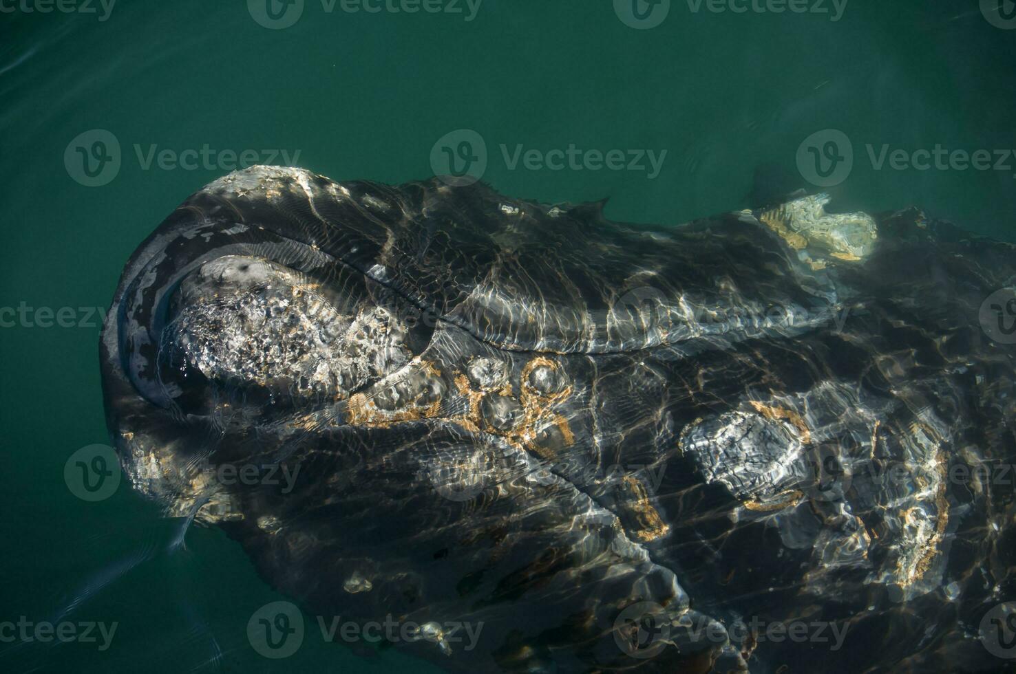 walvis Patagonië Argentinië foto