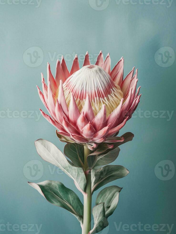 roze protea bloem kopiëren ruimte achtergrond. ai gegenereerd foto