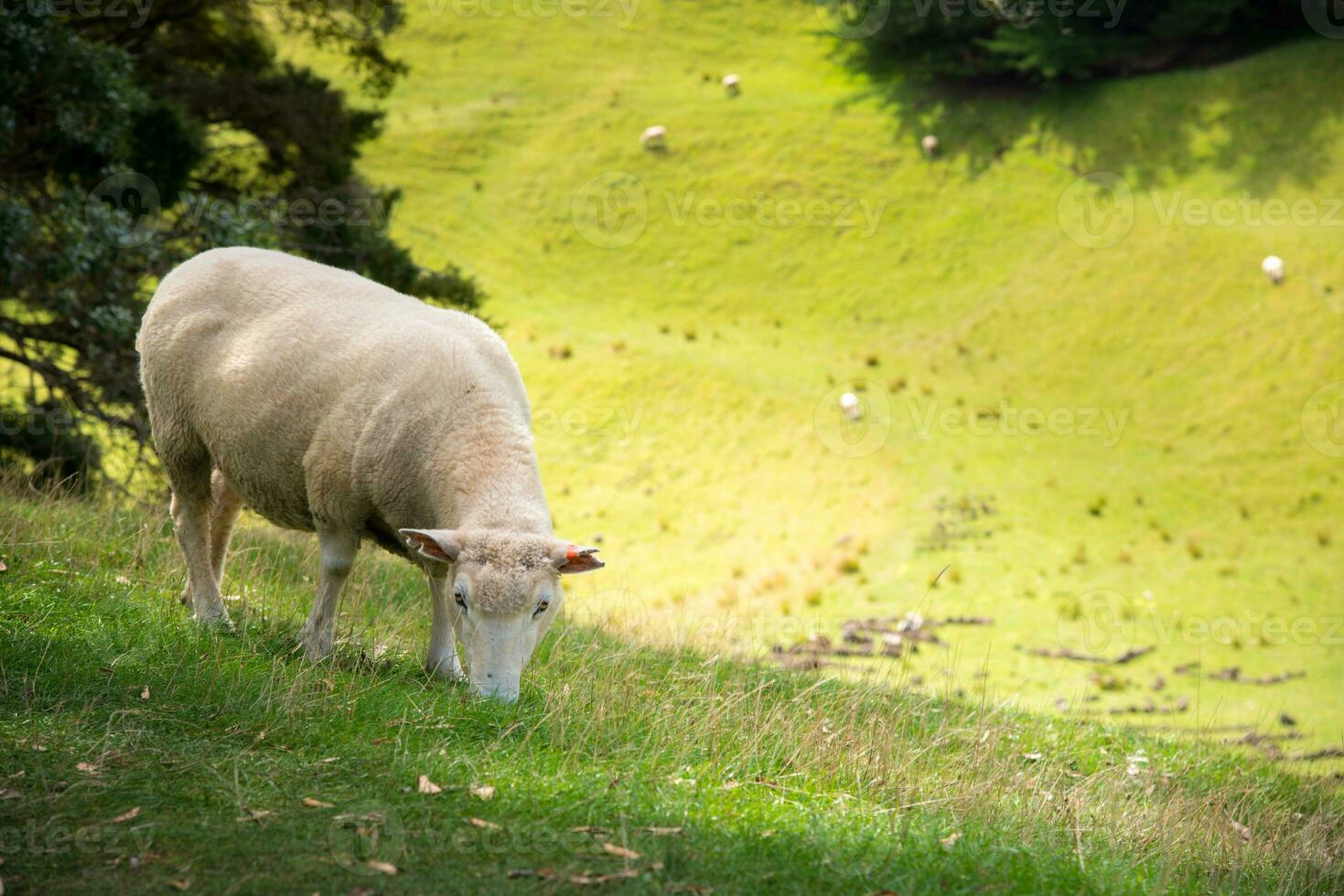 een schapen in landbouw veld- in de Oppervlakte van een boom heuvel in auckland, nieuw Zeeland. schapen landbouw was de land's meest belangrijk agrarisch industrie. foto