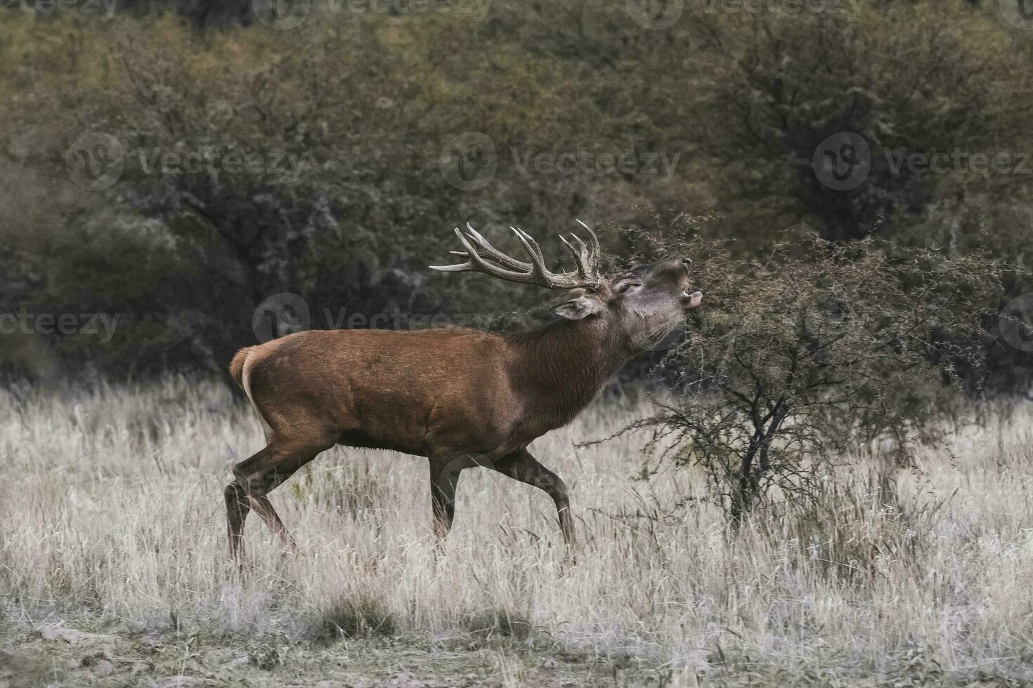 rood hert sleur seizoen, la pampa, Argentinië foto