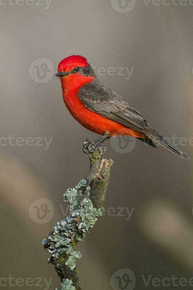 vermiljoen vliegenvanger neergestreken, pyrocephalus rubinus, la pampa, Argentinië foto