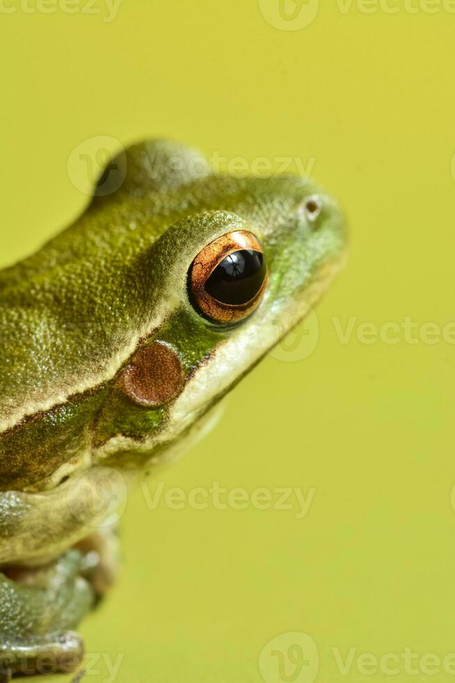 montevideo boomkikker, hyla pulchela, la pampa, patagonië, argentinië. foto