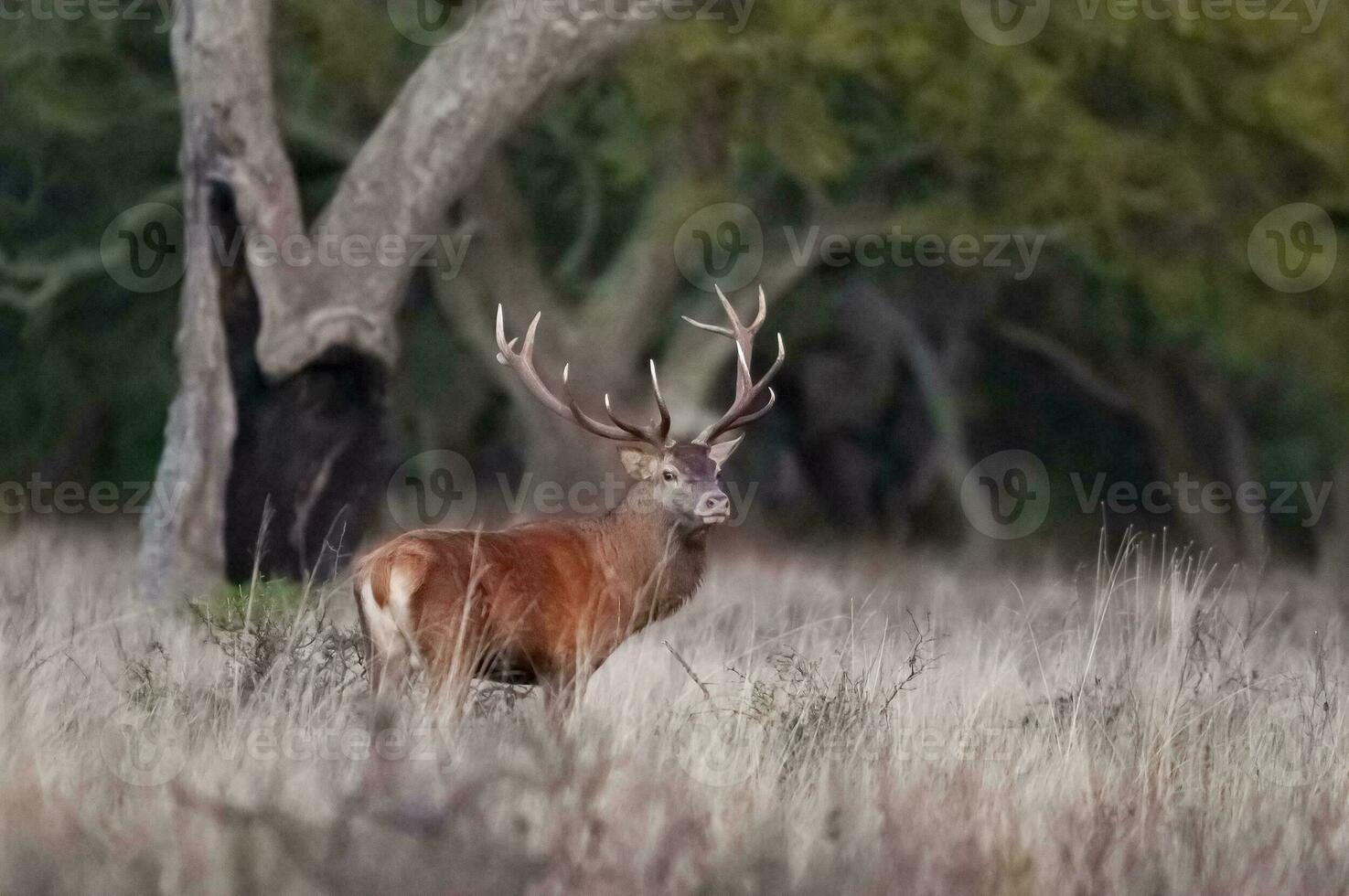 mannetje rood hert in la pampa, Argentinië, parque luro, natuur reserveren foto