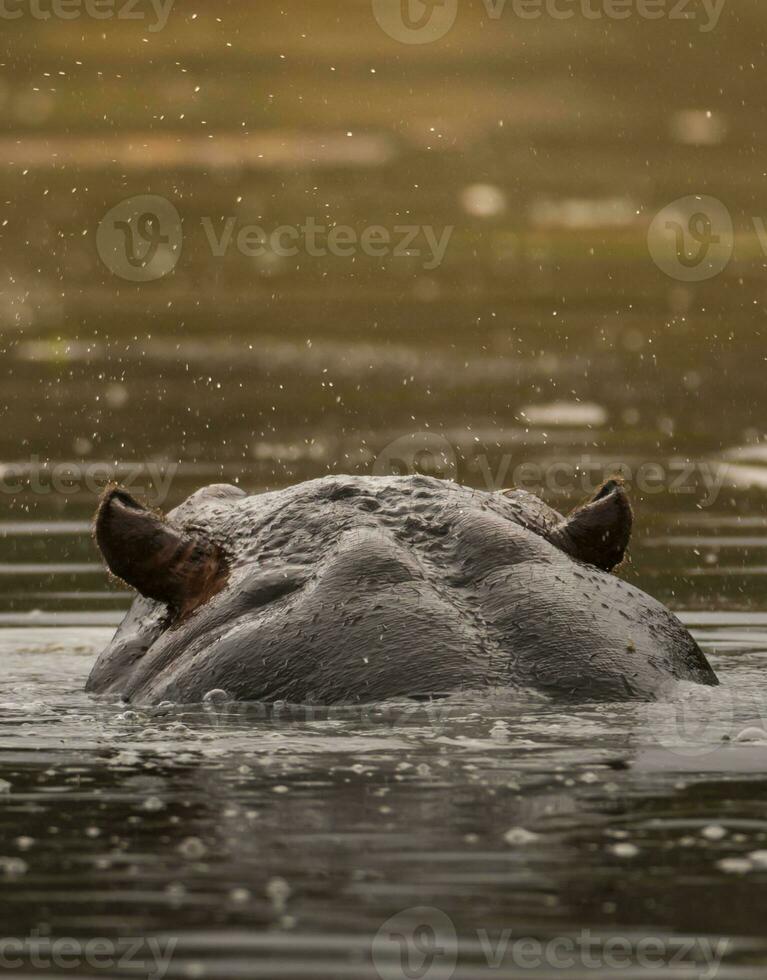 nijlpaard amphibius in waterpoel, Kruger nationaal parkeren, zuiden Afrika foto