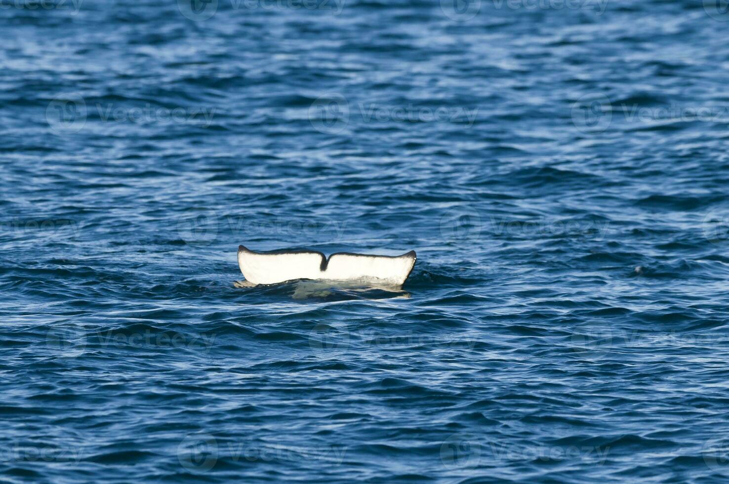 moordenaar walvis staart , orka, jacht- een zee leeuw pup, schiereiland valdes, Patagonië Argentinië foto