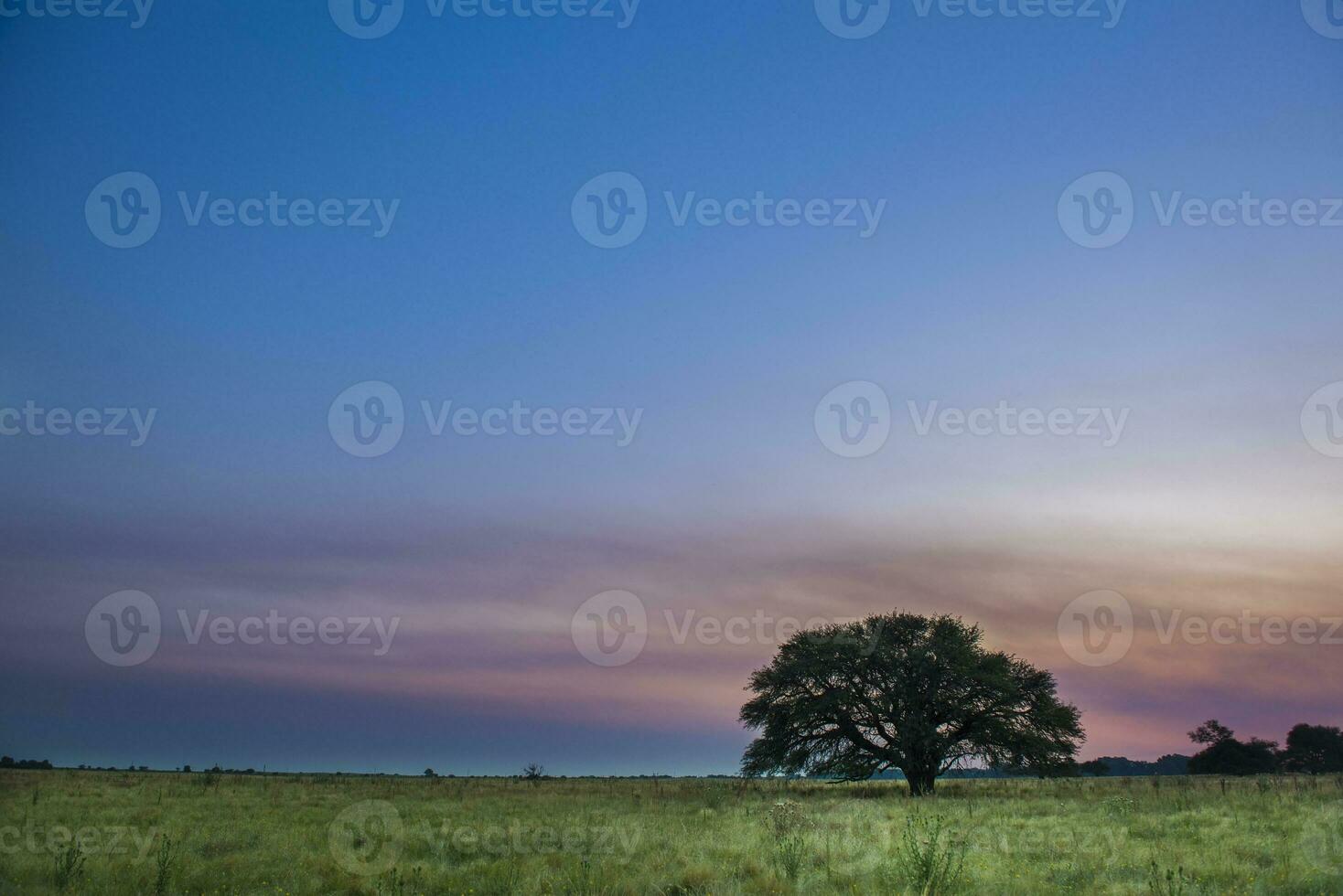 pampa boom zonsondergang landschap, la pampa provincie, Patagonië, Argentinië foto