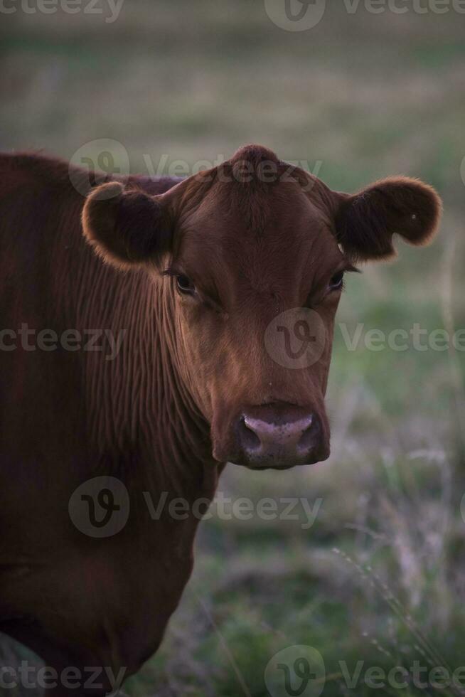 koe portret in pampa landschap, la pampa provincie, Patagonië, Argentinië. foto