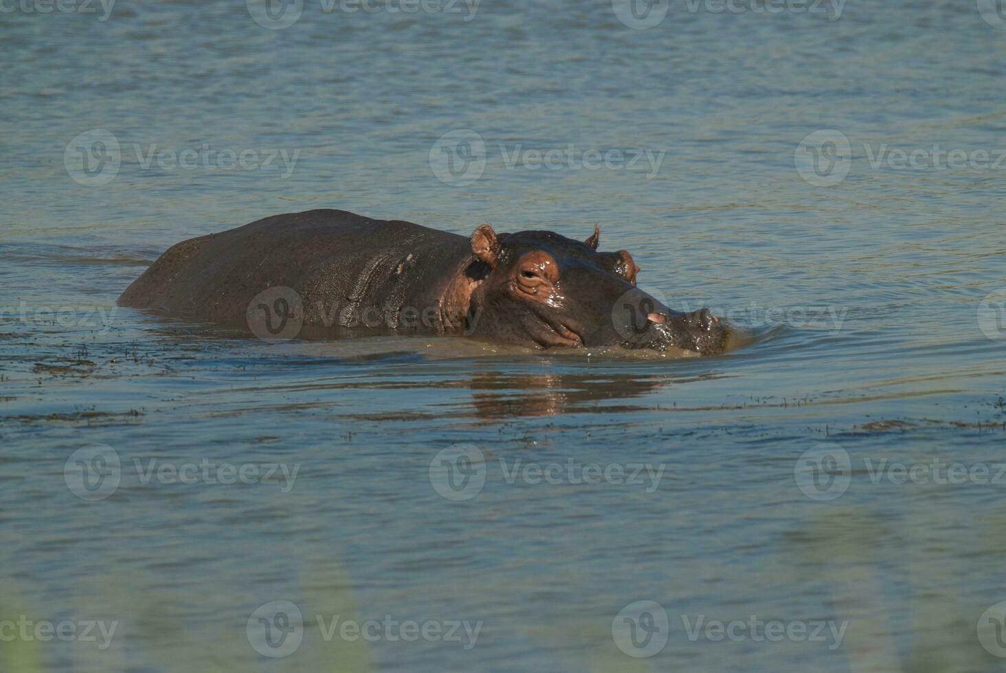 nijlpaard amphibius in waterpoel, Kruger nationaal parkeren, zuiden Afrika foto