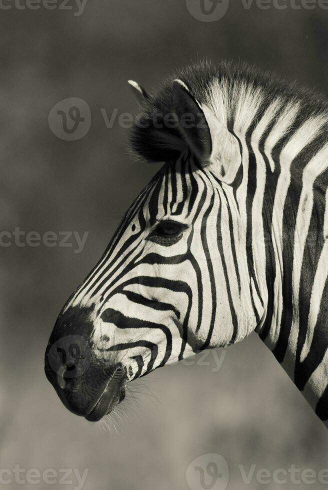 gemeenschappelijk zebra, Kruger nationaal park, zuiden Afrika. foto