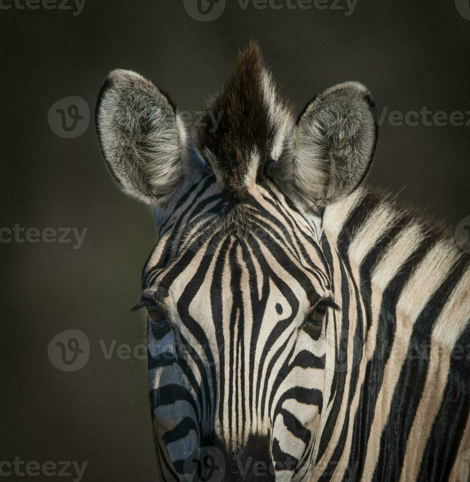 gemeenschappelijk zebra baby, Kruger nationaal park, zuiden Afrika. foto