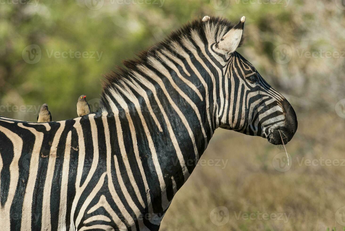 gemeenschappelijk zebra baby, Kruger nationaal park, zuiden Afrika. foto