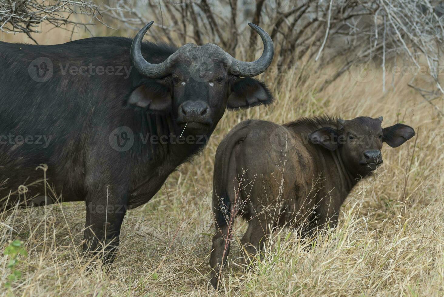 kaap buffel moeder en kalf, Kruger nationaal park, zuiden Afrika. foto