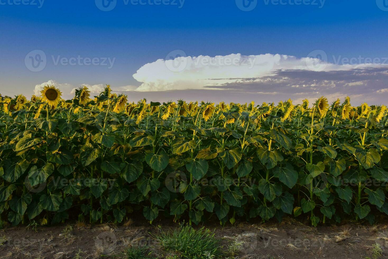 zonnebloem , pampa , Argentinië foto