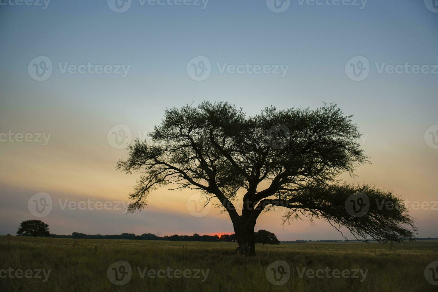 pampa boom landschap met een storm in de achtergrond, la pampa provincie, Argentinië foto