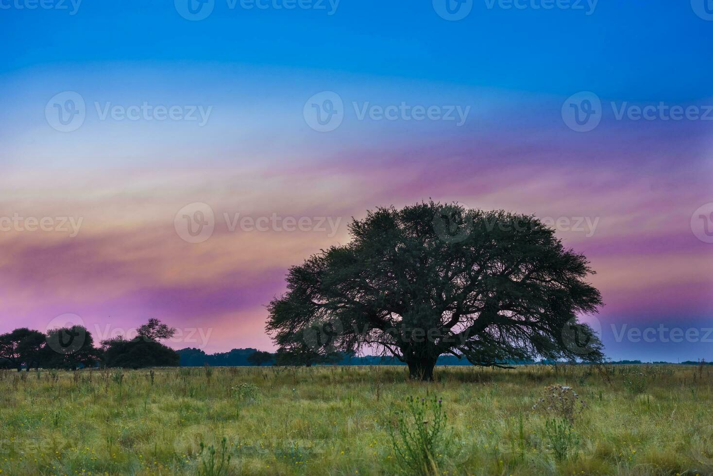 pampa boom landschap met een storm in de achtergrond, la pampa provincie, Argentinië foto