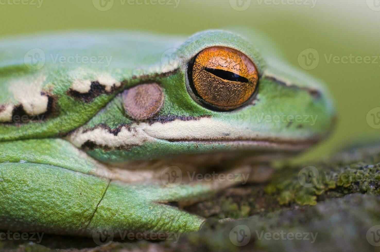 montevideo boomkikker, hyla pulchela, la pampa, patagonië, argentinië. foto