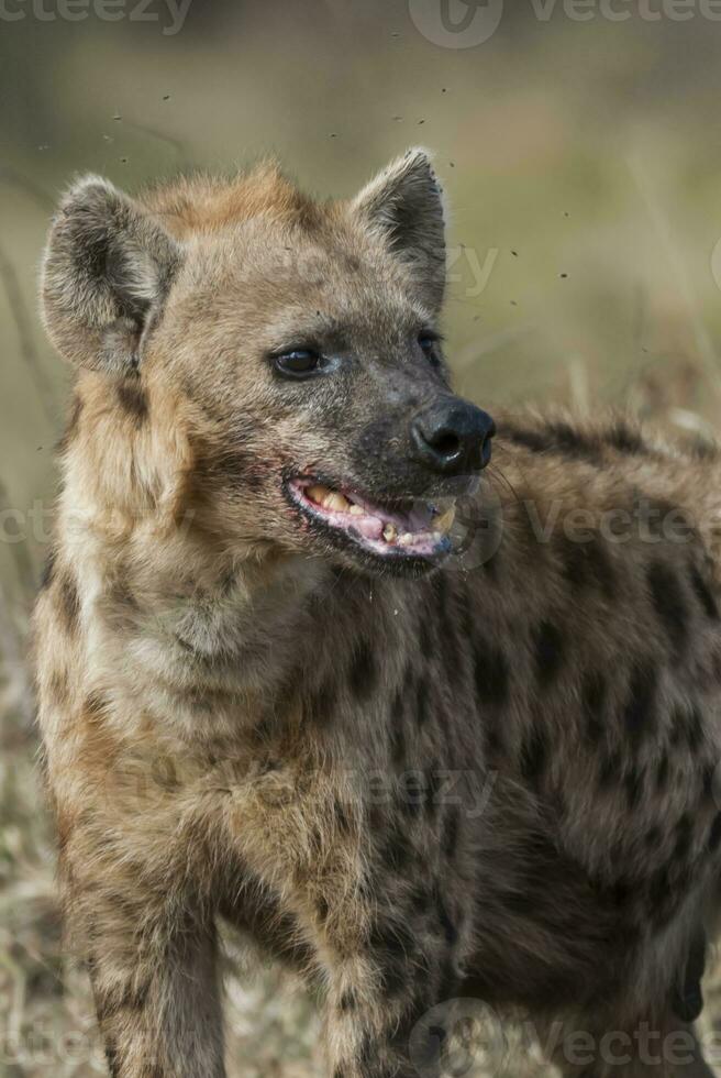 hyena aan het eten, Kruger nationaal park, zuiden Afrika. foto