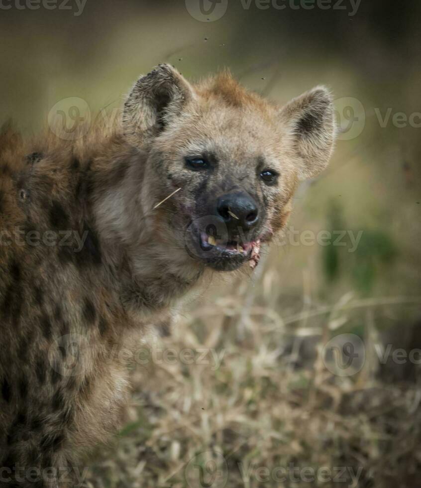 hyena aan het eten, Kruger nationaal park, zuiden Afrika. foto