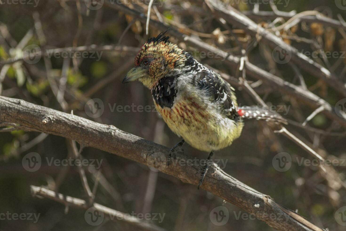 acacia bont barbet, kruger nationaal park, zuiden Afrika foto