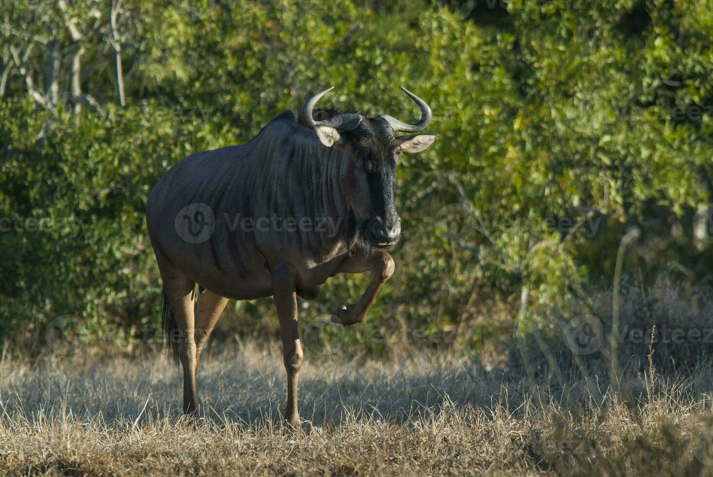 zwart wildebeest, Afrika foto