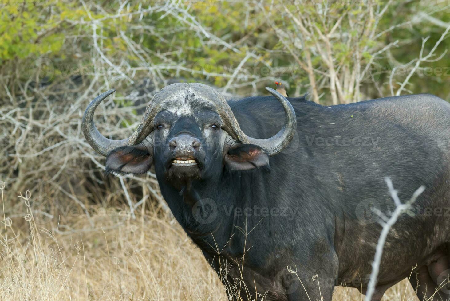 kaap buffel moeder en kalf, Kruger nationaal park, zuiden Afrika. foto