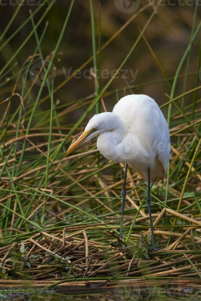 Super goed zilverreiger, Kruger nationaal park, zuiden Afrika. foto