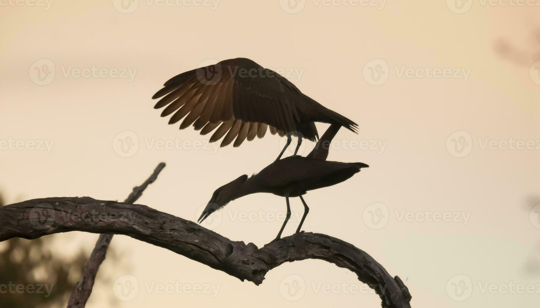 hamerhaai ooievaar, Kruger nationaal park, zuiden Afrika. foto