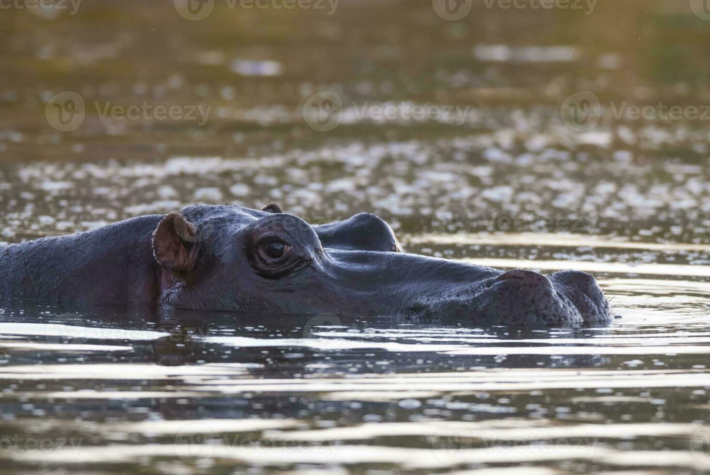 nijlpaard amphibius in waterpoel, Kruger nationaal parkeren, zuiden Afrika foto