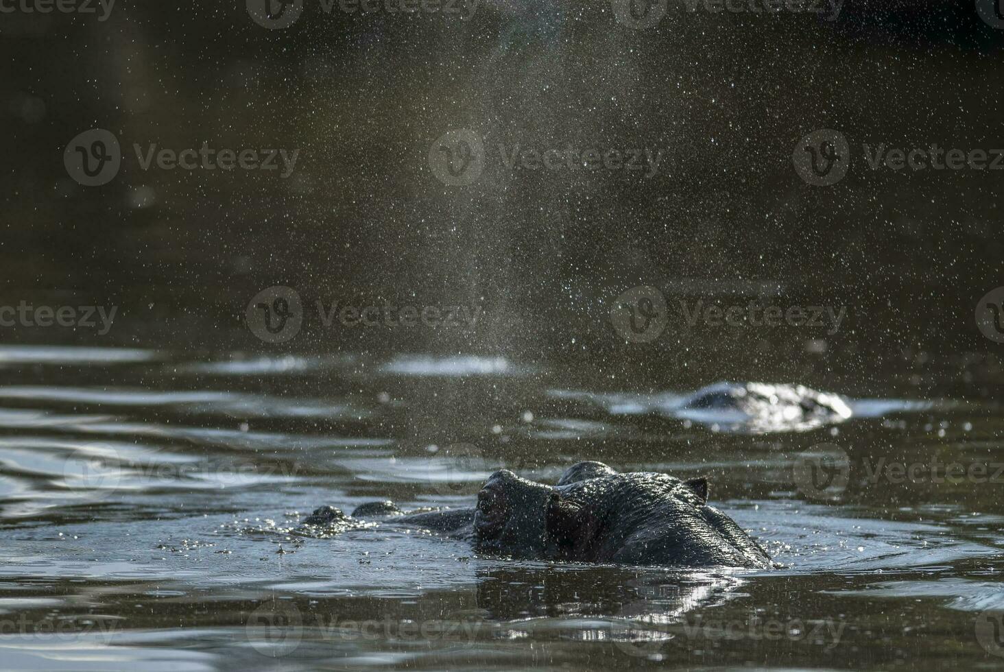 nijlpaard amphibius in waterpoel, Kruger nationaal parkeren, zuiden Afrika foto