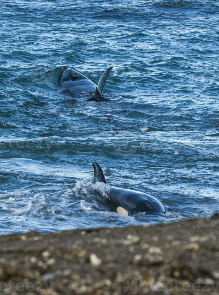 moordenaar walvis jacht- Aan de paragonisch kust, Patagonië, Argentinië foto