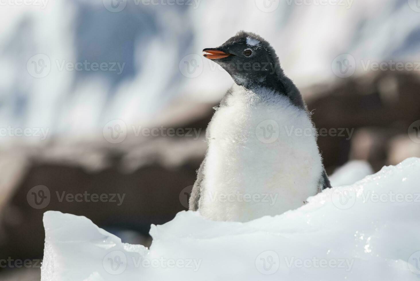 gentoo pinguïn, antartica foto
