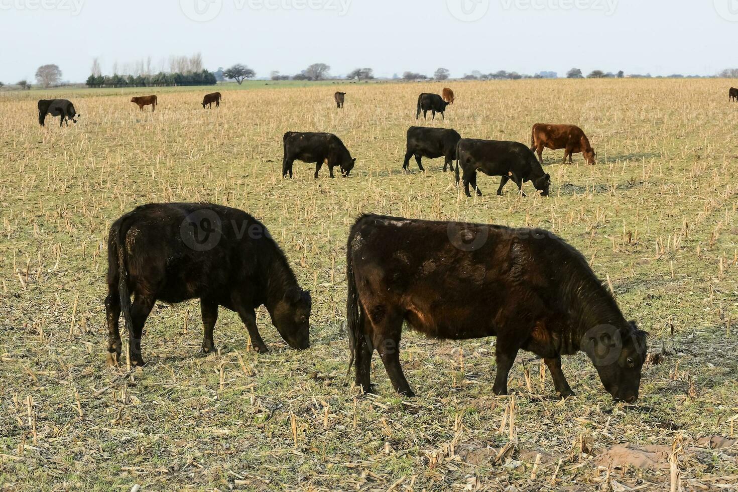 vee, Argentijns vlees productie , in buenos aires platteland, Argentinië foto