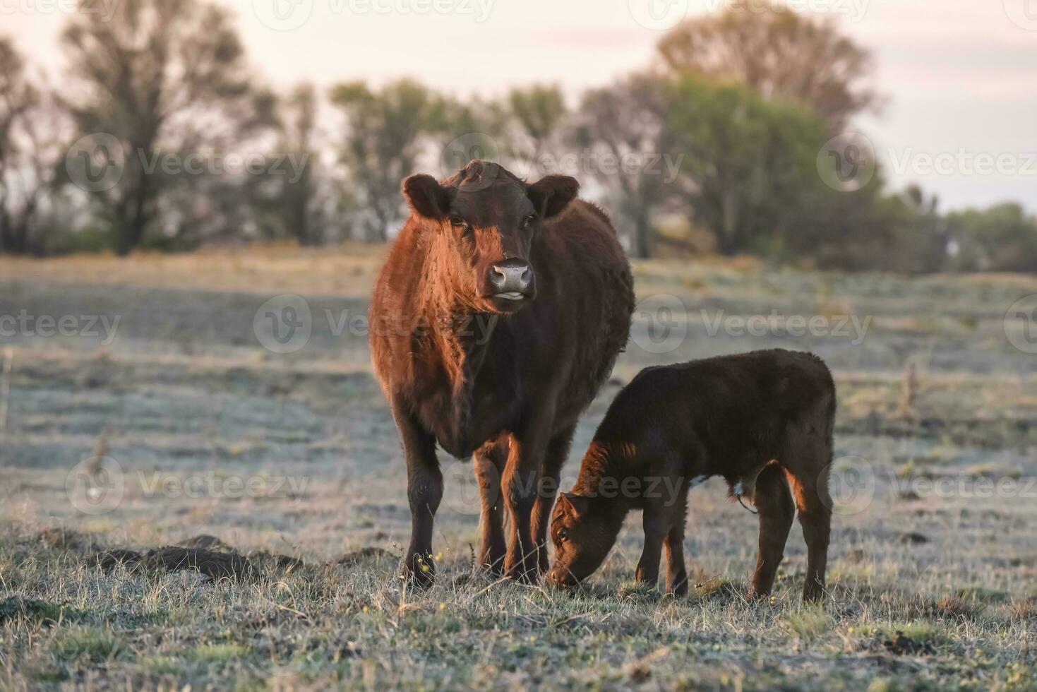 moeder en baby kauw, in pampa platteland, Patagonië, Argentinië. foto